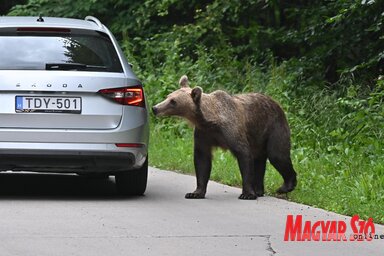 Medvecske a bocsokkal