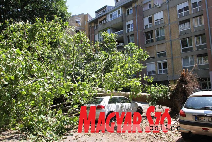 Újvidéken is gépkocsikat lapítottak össze a kicsavart fák (Diósi Árpád felvétele) Újvidéken is gépkocsikat lapítottak össze a kicsavart fák (Diósi Árpád felvétele)