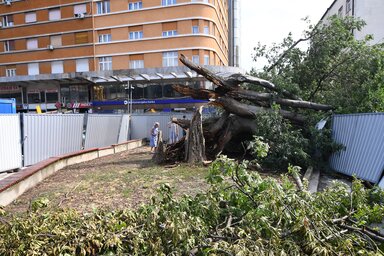 A vihar nem kímélte a több mint 150 éves, Újvidék egyik szimbólumaként dédelgetett ostorfát sem (Beta)