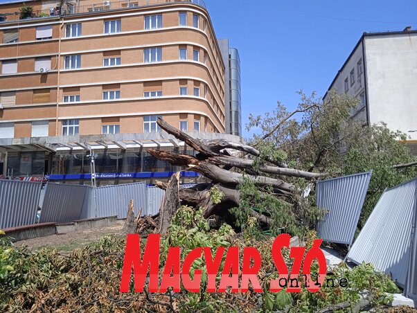 A fát már hosszú évek óta igyekeztek megmenteni a dendrológusok, különböző növénybetegségek, gombák támadták meg. A vihar pár másodperc alatt végzett vele, törzse szilánkokra hasadt (Fotó: Szeli Balázs felvétele) A fát már hosszú évek óta igyekeztek megmenteni a dendrológusok, különböző növénybetegségek, gombák támadták meg. A vihar pár másodperc alatt végzett vele, törzse szilánkokra hasadt (Fotó: Szeli Balázs felvétele)