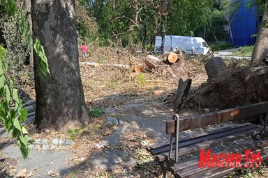 Városszerte, de leginkább a Limánon belefutunk hatalmas, kidőlt 
famaradványokba. A kidőlt fatörzseket részekre vágják, úgy hordják el, de a nagy, súlyos fadarabok megemeléséhez gyakran kom