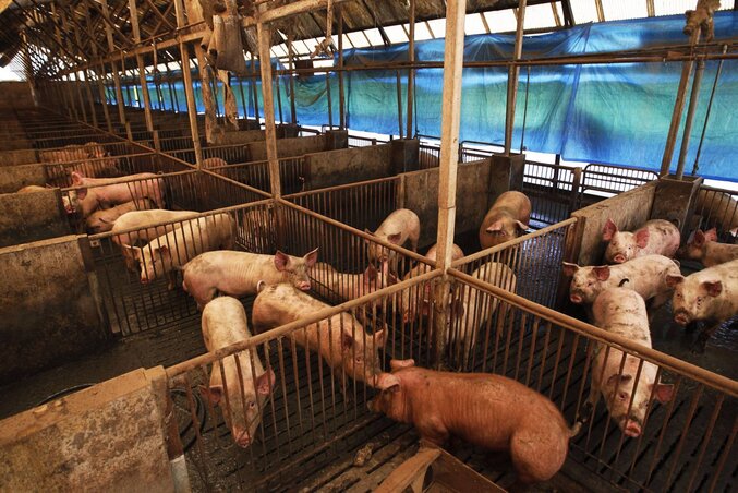 CORRECTS DISTANCE IN MILE - Pigs stay at a pigpen in Minami Soma, Fukushima Prefecture, northeastern Japan, Wednesday, April 13, 2011. The city is inside the evacuation zone within 20 kilome CORRECTS DISTANCE IN MILE - Pigs stay at a pigpen in Minami Soma, Fukushima Prefecture, northeastern Japan, Wednesday, April 13, 2011. The city is inside the evacuation zone within 20 kilome