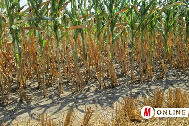 A kukoricánál idén is terméskiesést okoz a szárazság (Tóth Péter felvétele)