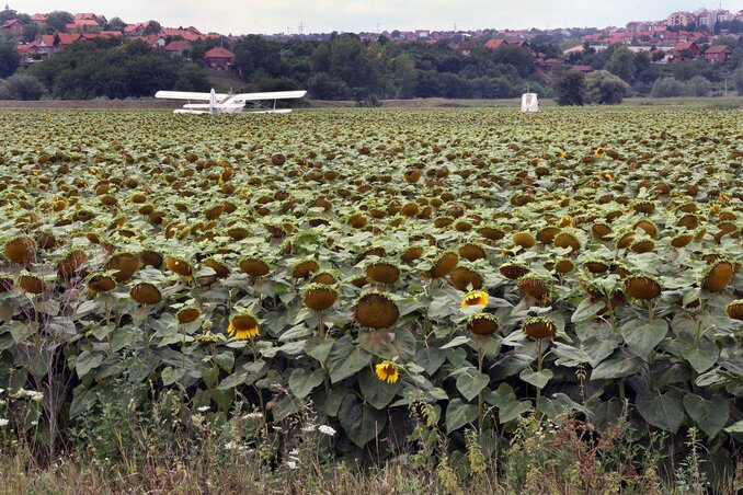 Kisa koja pada poslednjih par dana dosla je u poslednji cas i spasila ovogodisnji rod suncokreta koji je vec poceo da se susi. (BETAPHOTO/NENISKA/DS) Kisa koja pada poslednjih par dana dosla je u poslednji cas i spasila ovogodisnji rod suncokreta koji je vec poceo da se susi. (BETAPHOTO/NENISKA/DS)