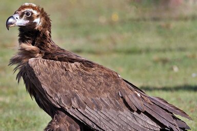 Visszatért régi lakóhelyére a barátkeselyű (Aegypius monachus), a Balkán-félsziget valamikor legnagyobb madara (Wikipedia)