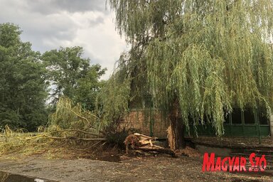 Lecsapott Zentára a szerda délutáni vihar. Az esővíz elárasztotta a parkot, több helyen pedig nagyobb fákat csavart ki a szél.