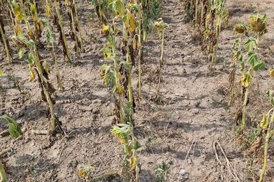 Fotó: Puskás Károly