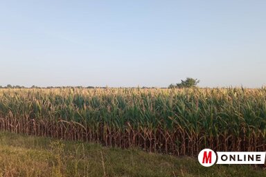 (Fotó: Kancsár Izabella)