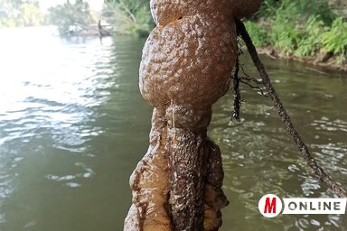 Az egyedek nem károsak a vizek élővilágára