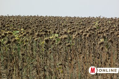 A sokévi átlaghoz képest negyven-ötven százalékos a napraforgó hozama, illetve 50-60 %-os terméskiesésről (Tóth Péter felvétele)