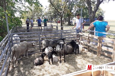 Az idei évben sertéseket nem, csak bárányokat és pónilovat lehetett megtekinteni, simogatni a kiállításon (Kazinczy Pasztekró Diana felvétele)