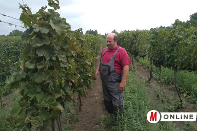 A Tévedő-dűlőben is szárazság volt (Fotó: Jenei Klementina felvétele)