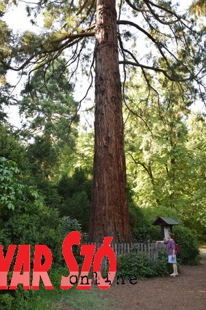 Hegyi mamutfenyő – fele, vagy még annyi sem látszik a felvételen az Arborétum kiemelkedő példányából Hegyi mamutfenyő – fele, vagy még annyi sem látszik a felvételen az Arborétum kiemelkedő példányából