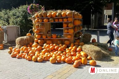 A Töknapokra mindig tökökkel díszítik fel a várost (Fotó: Vidács Hajnalka/archívum)