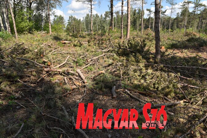 A határvonaltól száz méter szélességben történik a ritkítás (Fotó: Molnár Edvárd) A határvonaltól száz méter szélességben történik a ritkítás (Fotó: Molnár Edvárd)