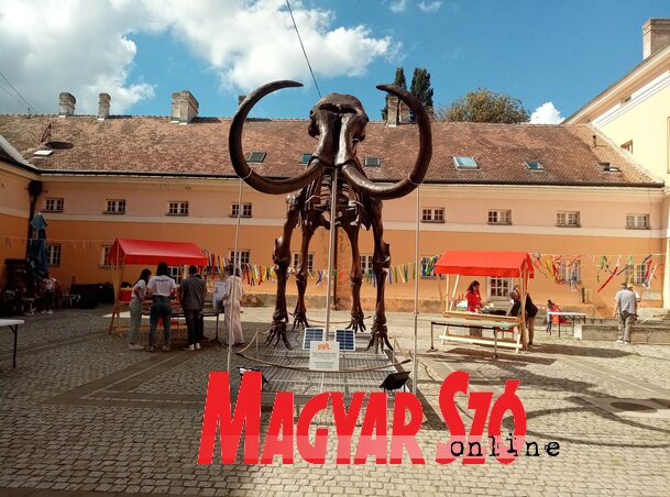 Az eredeti csontváz másolata (Fotó: Vidács Hajnalka) Az eredeti csontváz másolata (Fotó: Vidács Hajnalka)