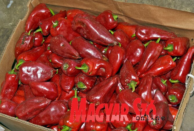 Készülhet a sült paprika, valamint a paprikakrém is ebből készül (Fotó: Gergely Árpád) Készülhet a sült paprika, valamint a paprikakrém is ebből készül (Fotó: Gergely Árpád)