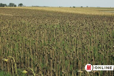 A kukorica esetében a legjelentősebb a terméskiesés, de szinte minden kultúra, így a napraforgó is megsínylette az aszályt