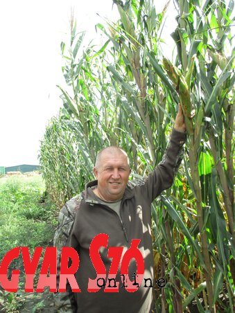 Borsos Csaba: Sokan megcsodálják az „égig érő” kukoricámat