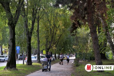 Újvidéken korábban már bevetettek faátültető gépet. A Munkás utca mai kinézete egy ilyen szerkezetnek, és Jovan Dejanovićnak, minden idők legnépszerűbb újvidéki polgármesterének köszönhető (Fotó: Dávid Csilla felvétele)