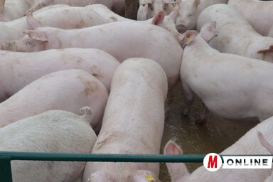 Az önkormányzat által kiírt pályázaton a községbeli gazdák öt kategóriában pályázhatnak (Lakatos János felvétele)