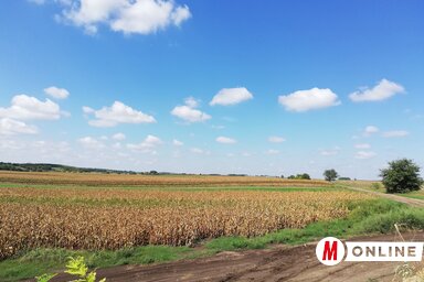 Az infláció és a szárazság miatti terménykiesés okán minden támogatás jól jön a kistermelőknek (Tóth Péter felvétele)