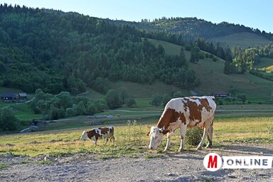 Úton, útszélen tehenek (Fotó: Ótos András)