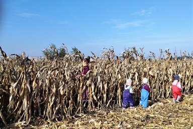 A legkisebbek is részt vettek a kukoricatörésben (Fotó: Horváth Zsolt)