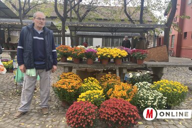 Krizantémok a zentai piacon (Fotó: Gulyás Réka)