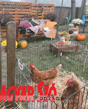 Pipik is érkeztek a fesztiválra… (Fotó: Móricz Ildikó) Pipik is érkeztek a fesztiválra… (Fotó: Móricz Ildikó)