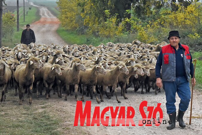 Megindultak (Fotó: Gergely Árpád) Megindultak (Fotó: Gergely Árpád)