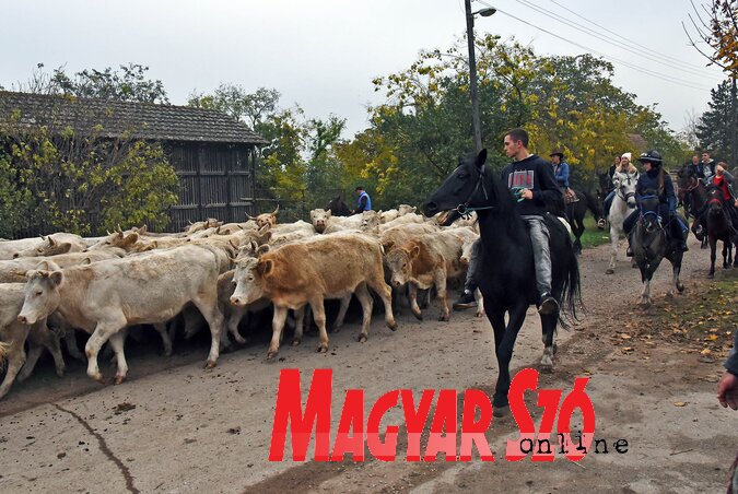 A marhákat is behajtották (Fotó: Gergely Árpád)