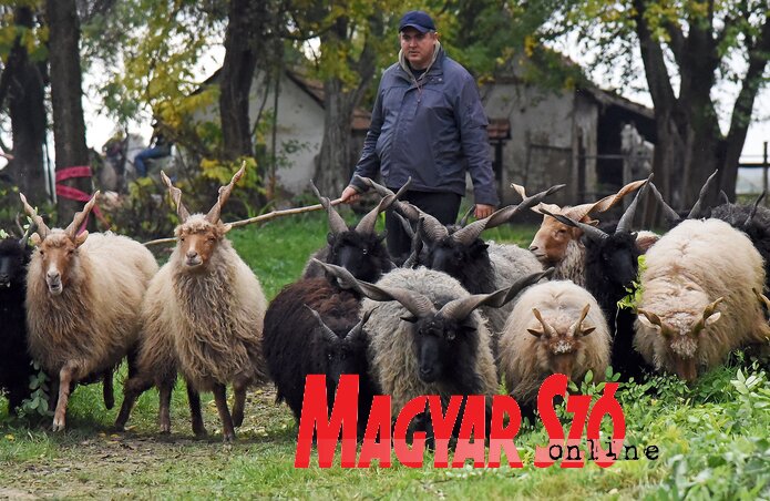 Magyar racka juhok vonulóban (Fotó: Gergely Árpád) Magyar racka juhok vonulóban (Fotó: Gergely Árpád)