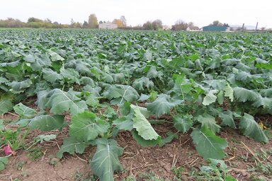 Fotó: Csincsik Zsolt