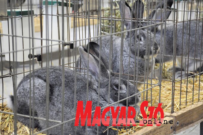 A kiállításra több hatalmas méretű csincsilla nyulat hoztak (Fotó: Paraczky László) A kiállításra több hatalmas méretű csincsilla nyulat hoztak (Fotó: Paraczky László)