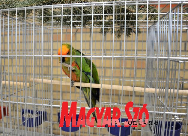 Aranysapkás papagáj (Aratinga auricapilla) (Fotó: Paraczky László)