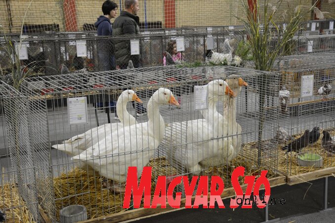 A kiállítás legnagyobb madara a házi liba és toulouse-i liba (Fotó: Paraczky László) A kiállítás legnagyobb madara a házi liba és toulouse-i liba (Fotó: Paraczky László)