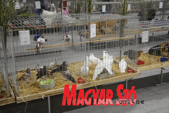 Magasszálló galambok két kalitkában (Fotó: Paraczky László) Magasszálló galambok két kalitkában (Fotó: Paraczky László)