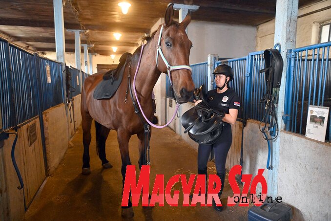 A rendőrök feladata a lovak gondozása és kiképzése is (Fotó: Ótos András felvétele)