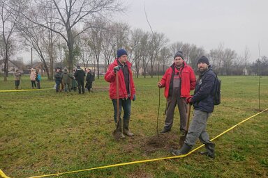 A hétvégén kilencven nyárfacsemete került a földbe a topolyai Vásártéren