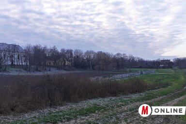 Pacséron a folyó mentén 300 nyárfa került a földbe (Kazinczy Paszterkó Diana felvétele)