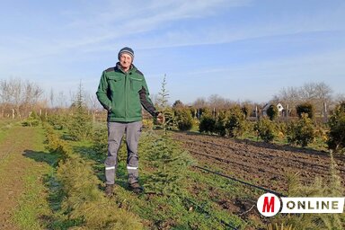 Az óbecsei Kiss Róbert fenyőcsemeték nevelésével foglalkozik (Kancsár Izabella felvétele)