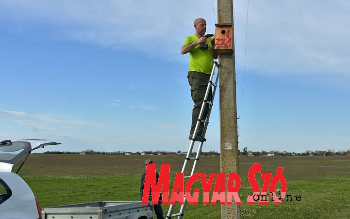 A nyílt füves területekre kihelyezett odúban szívesen költ a szalakóta A nyílt füves területekre kihelyezett odúban szívesen költ a szalakóta