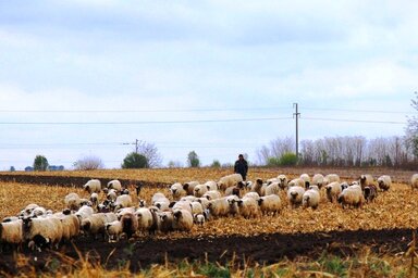 A nomád juhászok a község határában a korábbi években károkat okoztak