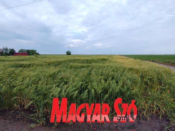 A kalászosok, a búza, az árpa és a zab is szépet mutat az adai határban (Fotó: Csincsik Zsolt) A kalászosok, a búza, az árpa és a zab is szépet mutat az adai határban (Fotó: Csincsik Zsolt)
