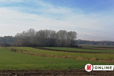 Helyenként túlfejlett az ősszel elvetett gabona (Tóth Péter felvétele)