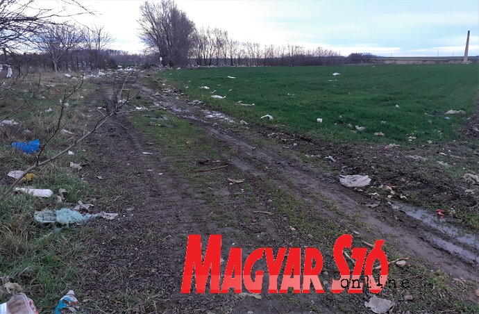 Erősebb széllökések után elárasztja a nejlonhulladék a Pacsér és Bácskossuthfalva közötti szántóföldeket (Kazinczy Paszterkó Diana felvétele) Erősebb széllökések után elárasztja a nejlonhulladék a Pacsér és Bácskossuthfalva közötti szántóföldeket (Kazinczy Paszterkó Diana felvétele)