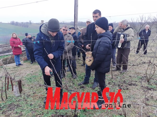 A venyigék metszésében Fábrik Attilának a fiai, Dávid és Márk segédkeztek (Kazinczy Paszterkó Diana felvétele)