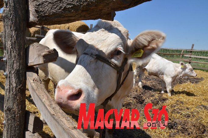 Állattenyésztési, növénytermesztési és feldolgozóipari támogatások is igényelhetők (Ótos András felvétele)