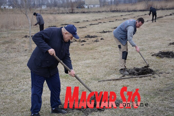 A faültetésben Valka Károly, Kúla község alpolgármestere is segített a fiataloknak (Fotó: Paraczky László felvétele)